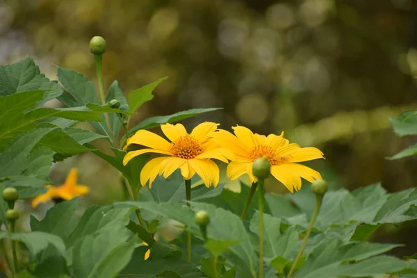 Eine schöne und kleine gelb gefärbte Blume mit Blättern auf dem Hintergrund, frisches Aussehen kleiner Blüten in Indien Stockfoto