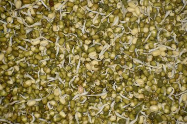 Tabağa yeşil bir gram döküldü. yeşil soya filizleri