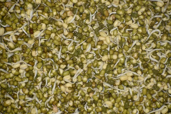 Csíráztatott zöld grammot öntött a tányérba. zöld szójabab csírák — Stock Fotó