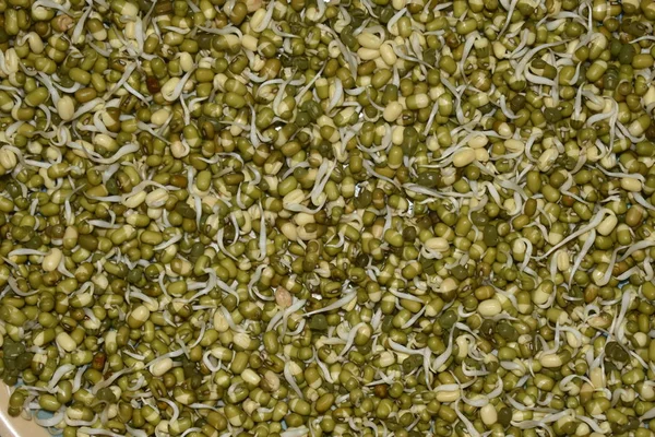 Zielony gram wlał się do talerza. kiełki zielonej soi — Zdjęcie stockowe