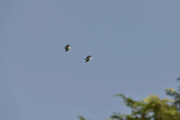 Twee prachtige Pelicanen die tegen de blauwe lucht vliegen. in India — Stockfoto