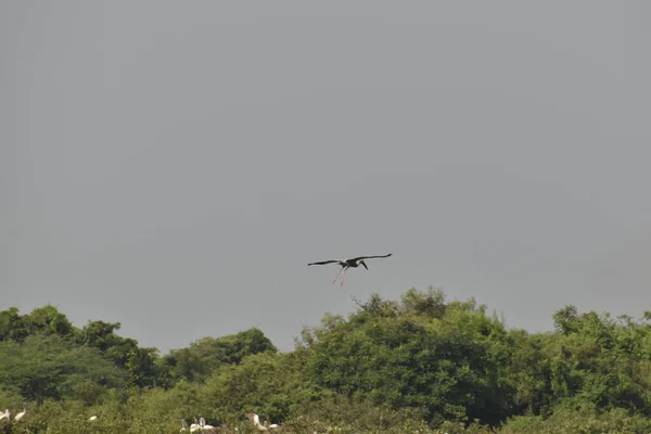 Ein schöner Pelikan fliegt gegen Bäume und blauen Himmel. in Indien — Stockfoto