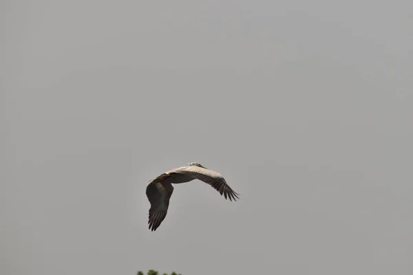 Ein schöner Pelikan fliegt gegen den blauen Himmel. in Indien — Stockfoto
