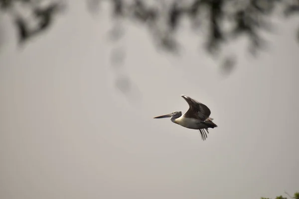 Een prachtige Pelican die tegen de blauwe lucht vliegt. in India — Stockfoto