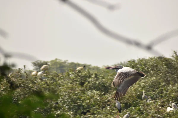 Ein schöner Pelikan fliegt gegen Bäume und blauen Himmel. in Indien — Stockfoto