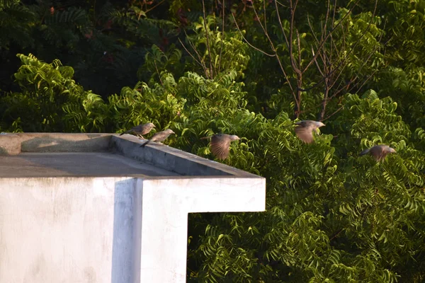 Drie vogels vliegen vanaf de top van het gebouw. — Stockfoto