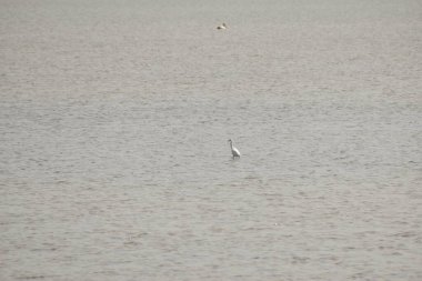 Beyaz bir vinç gölde yiyecek aramak için suyun üzerinde duruyor..