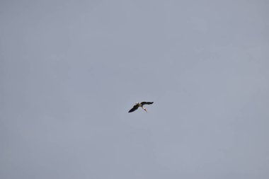 Mavi gökyüzünde beyaz bir vinç uçuyordu..