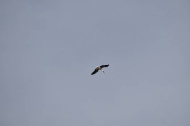 Mavi gökyüzünde beyaz bir vinç uçuyordu..