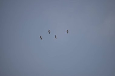 Bir grup pelikan kuş mavi gökyüzünde uçuyor.