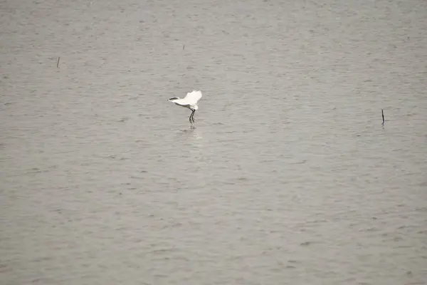 白い鶴が湖で食料を探すために水の上に着陸しています. — ストック写真