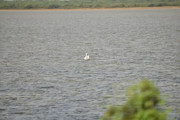 Biały żuraw pływa po wodzie i szuka jedzenia w jeziorze.. — Zdjęcie stockowe