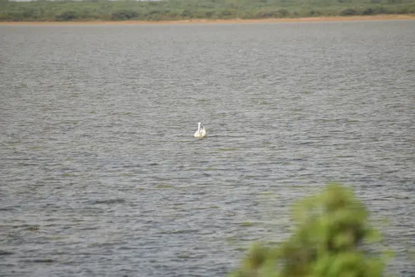Beyaz bir vinç suda yüzüyor ve gölde yiyecek arıyor..