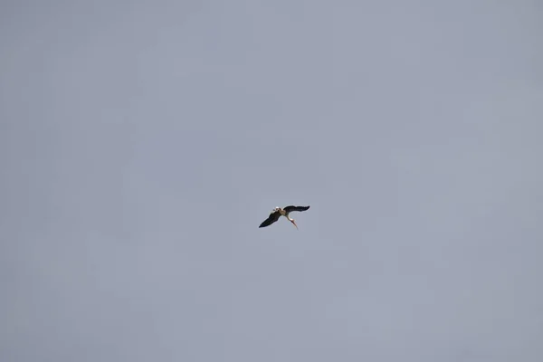 Mavi gökyüzünde beyaz bir vinç uçuyordu..