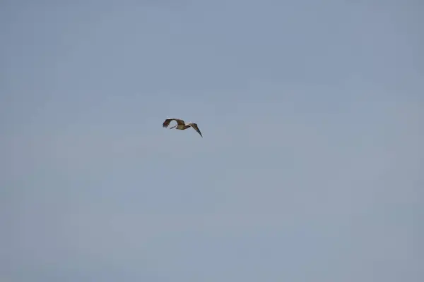 Un bel oiseau pélican vole sur le ciel, vue rapprochée du pélican — Photo