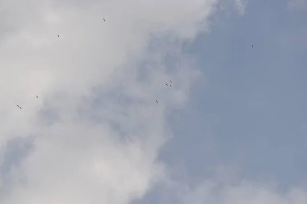 En grupp pelikan fåglar flyger i den blå himlen — Stockfoto