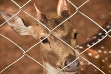 Hayvanat bahçesinde çitle kaplı bir geyik..