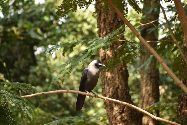 Corbeau Est Assis Sur Une Branche Avec Fond Flou Feuilles — Photo