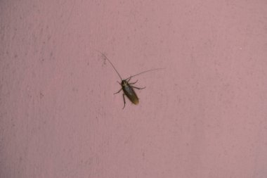 Duvarda oturan bir hamamböceği, hamamböceğini yakından görüyor..