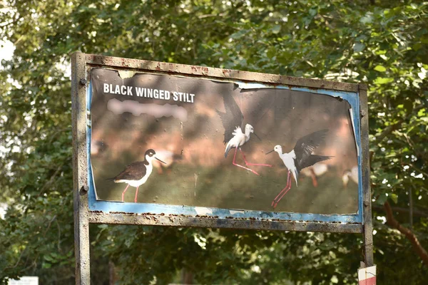 Letrero Zancada Alada Negra Parque Zoológico Fondo India Hojas Verdes — Foto de Stock