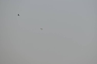 Kuşlar sislerin arasında uçuyor, sabah, güvercin kuşları sisli gökyüzünde uçuyor sislerin ve gökyüzünün arka planında.