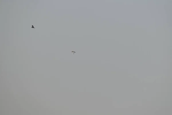 Kuşlar sislerin arasında uçuyor, sabah, güvercin kuşları sisli gökyüzünde uçuyor sislerin ve gökyüzünün arka planında.