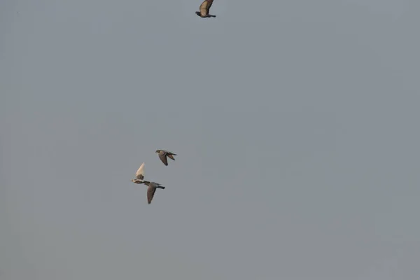 아침에 안개와 하늘을 배경으로 날아다니는 비둘기들 — 스톡 사진