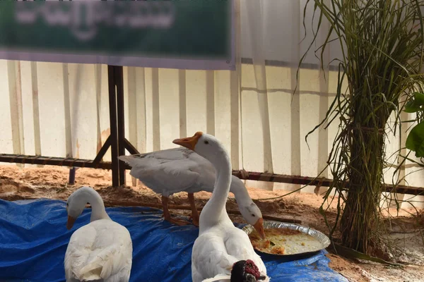 Çiftlikte üç beyaz ördek. Bir ördek tabakta yemek yiyor..