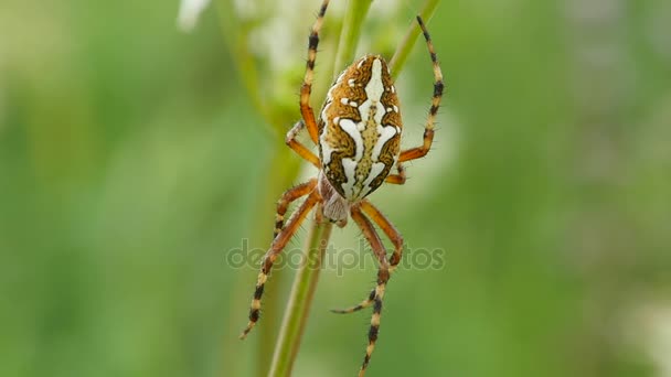Big spider on the grass — Stock Footage Big spider on the grass Video Clip