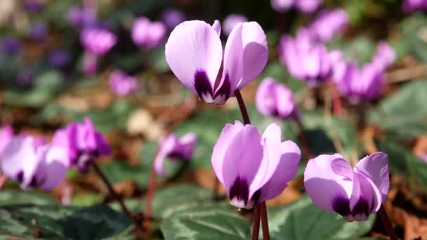 Violets in the forest on a Sunny day — Stock Footage Violets Forest Sunny Day Royalty Free Stock Footage
