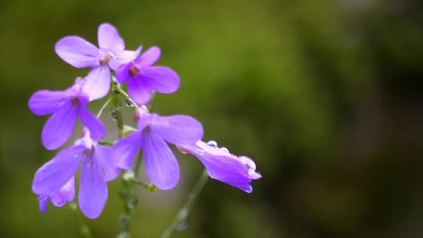 Violet beautiful flowers. macro — Stock Footage Violet Beautiful Flowers Macro Royalty Free Stock Video