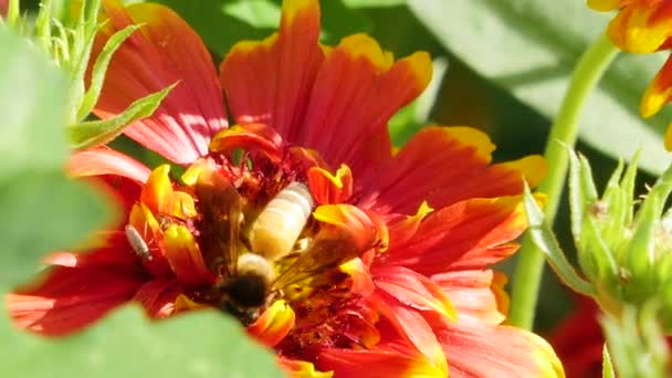 Honey bee sits on a beautiful flower on a Sunny day