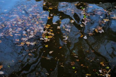 Düşen yapraklar nehirde yüzer.