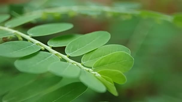 Feuilles Vertes Fond Ensoleillé Ralenti Superbe Texture Feuillage Naturel — Video