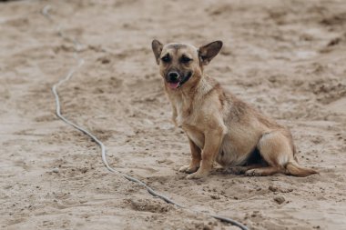 Güzel köpek. Güzel bir köpek portresi. Köpek kumda poz veriyor.