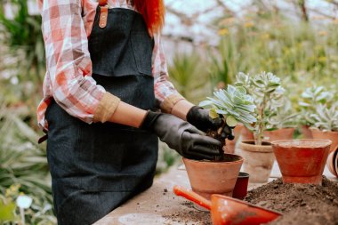 Dekoratif bir çiçeği saksıya dikme işleminin kamera önünde çok dikkatli çalışan bir bahçıvan.