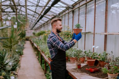 Happy and concentrated gardener man in a industrial flower greenhouse take a pot with a decorative plant and analyzes the flower