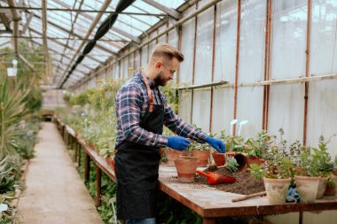 Karizmatik bahçıvan büyük bir çiçek serasında mutlu ve rahat çalışarak saksıya bir çiçek ekti.