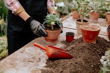 Dekoratif bir çiçeği saksıya dikme işleminin kamera önünde çok dikkatli çalışan bir bahçıvan.
