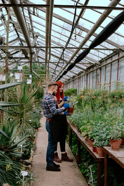 Azienda agricola di famiglia in una serra di fiori due giardinieri signora e uomo analizzando le piante dal vaso scrivono qualcosa sulla mappa — Foto Stock