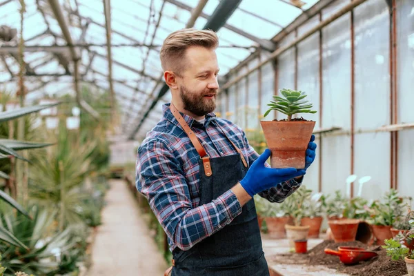 Happy and concentrated gardener man in a industrial flower greenhouse take a pot with a decorative plant and analyzes the flower