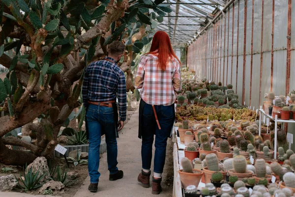 W dużej szklarni czerwony kwiat ogrodnik kobieta i jej kolega analizując stan zdrowia rośliny i mieć przyjazną rozmowę — Zdjęcie stockowe