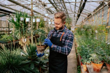 Happy and concentrated gardener man in a industrial flower greenhouse take a pot with a decorative plant and analyzes the flower