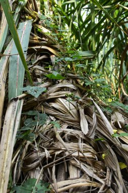 Olgunluk aşamasında şeker kamışı tarlası otu. Şeker kamışı bitkilerinin büyümesi salgını..