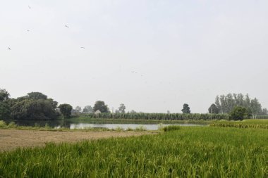 Göl manzaralı ve köyün dışındaki tarlaların yanında. Kuzey Hindistan köyünde sabah fotoğraf çekimi..