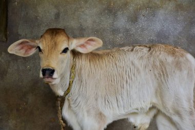 Bir boğa yavrusu gözlerini dikmiş annesini arıyor..