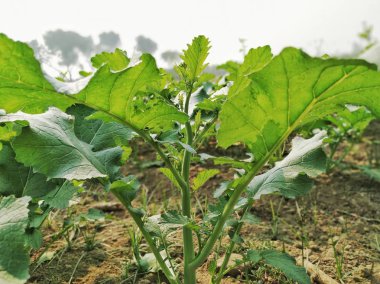 Hardal, Brassica cinsindeki bir bitki türüdür. Fabrika yaşı bir aydan az ve Shamli U.P. bölgesinde fotoğraf çekimi var. Kuzey Hindistan.