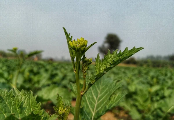 The mustard is a plant species in the genera Brassica. The plant age is less then one month and photo shoot of flower bud at district Shamli U.P. north India.