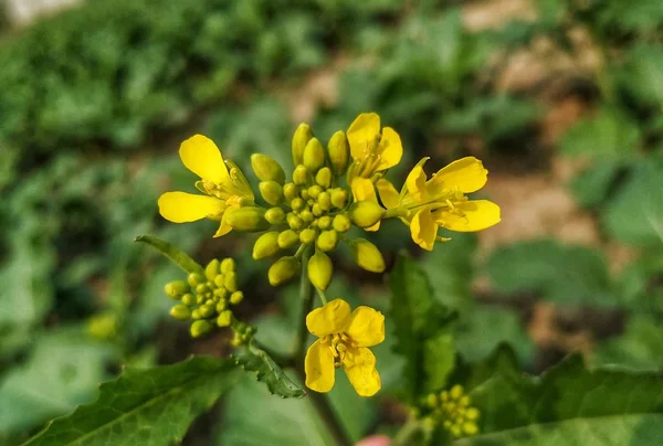 Горчица Является Растительным Видом Родах Brassica Возраст Растений Составляет Менее — стоковое фото