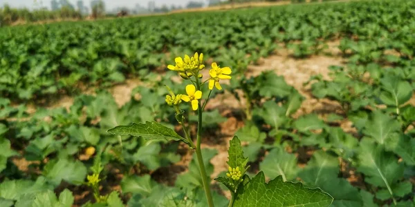 The mustard is a plant species in the genera Brassica. The plant age is less then one month and photo shoot at district Shamli U.P. north India.
